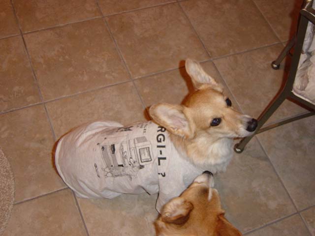 Toby in his Corgi-L t-shirt
