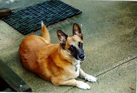 Molly in July, 1994 before we moved from Carollton, TX