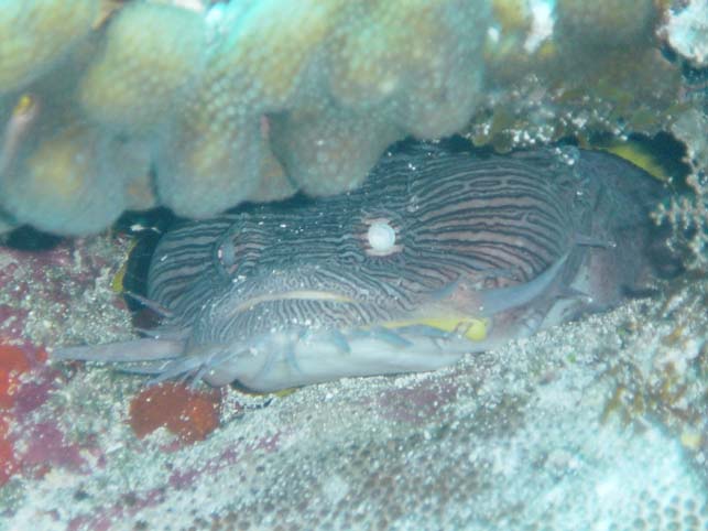 Cozumel toadfish